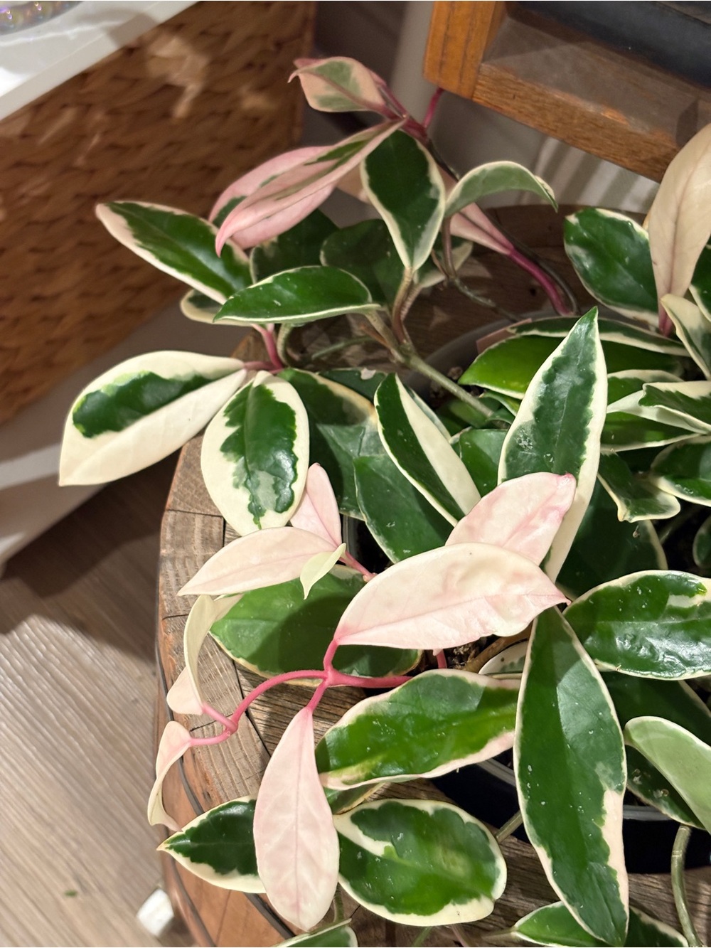 Hoya Carnosa Tri-color (Flamingo Dream)